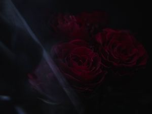 Preview wallpaper roses, flowers, petals, dark