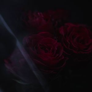 Preview wallpaper roses, flowers, petals, dark