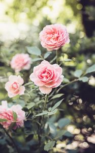 Preview wallpaper roses, flowers, petals, leaves, blur