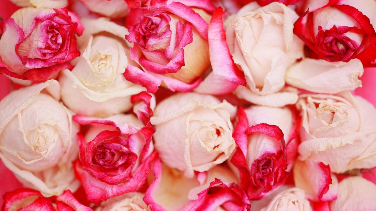 Wallpaper roses, flowers, petals, beautifully