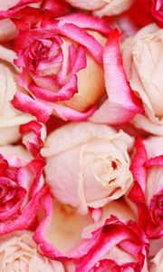 Preview wallpaper roses, flowers, petals, beautifully