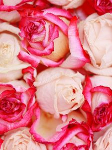 Preview wallpaper roses, flowers, petals, beautifully