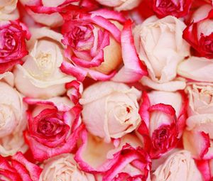 Preview wallpaper roses, flowers, petals, beautifully