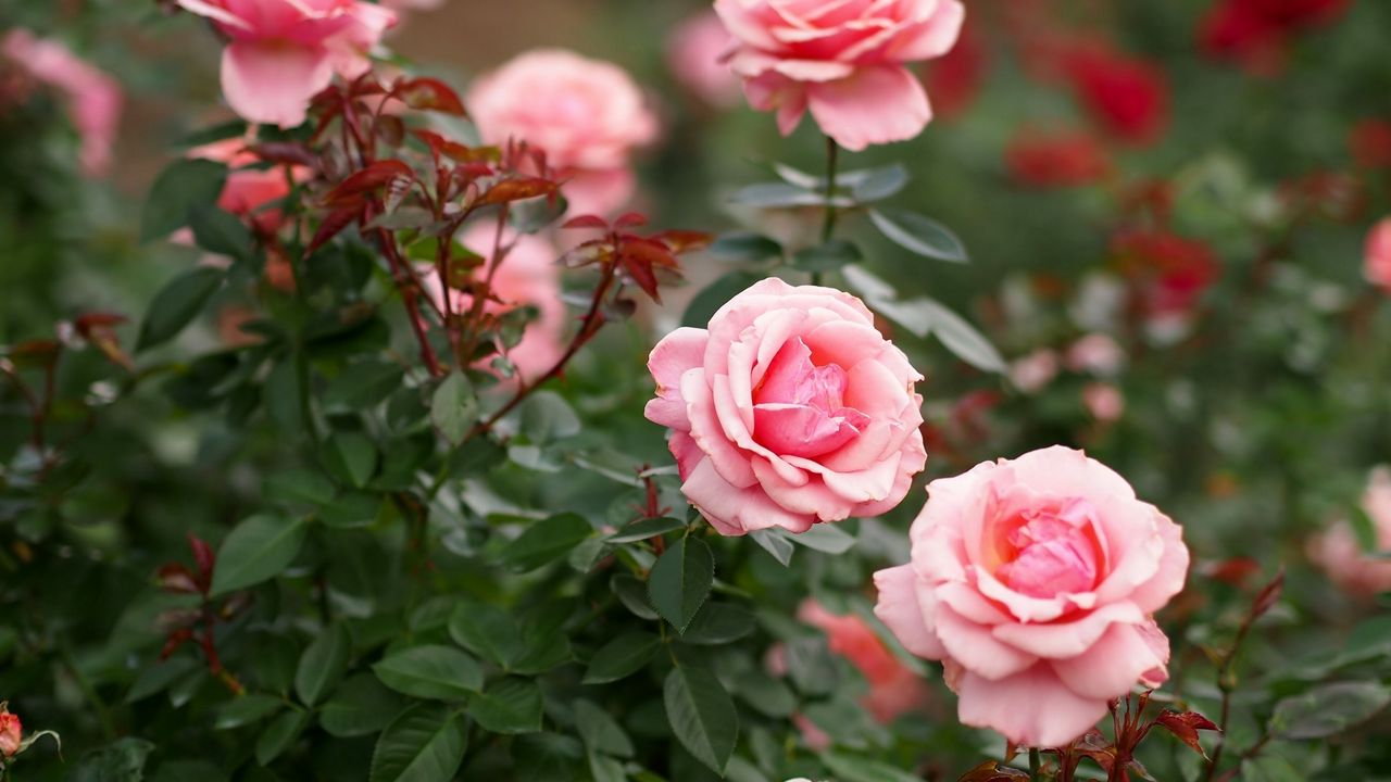 Wallpaper roses, flowers, petals, pink