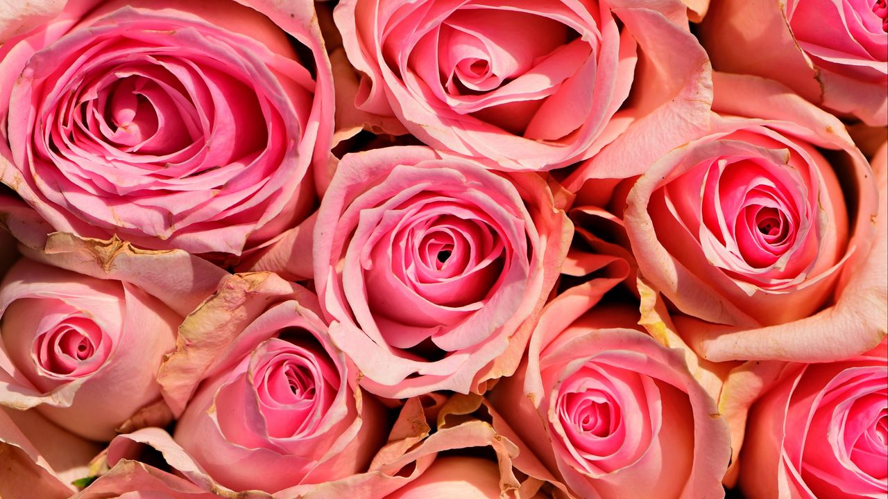 Wallpaper roses, flowers, pink, delicate, romance