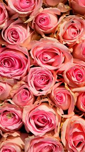 Preview wallpaper roses, flowers, pink, delicate, romance