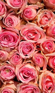 Preview wallpaper roses, flowers, pink, delicate, romance