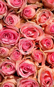 Preview wallpaper roses, flowers, pink, delicate, romance