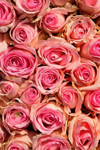 Preview wallpaper roses, flowers, pink, delicate, romance