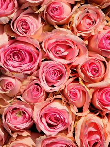 Preview wallpaper roses, flowers, pink, delicate, romance