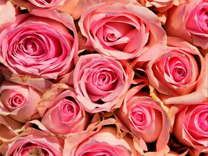 Preview wallpaper roses, flowers, pink, delicate, romance