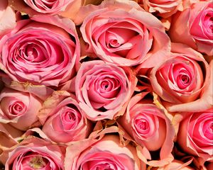 Preview wallpaper roses, flowers, pink, delicate, romance