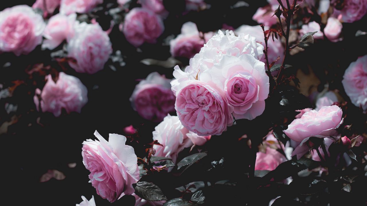 Wallpaper roses, flowers, pink, bush, plant