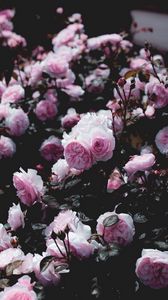 Preview wallpaper roses, flowers, pink, bush, plant