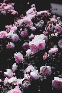 Preview wallpaper roses, flowers, pink, bush, plant