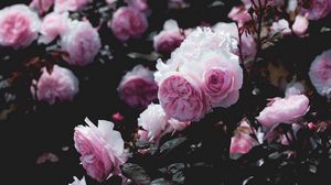 Preview wallpaper roses, flowers, pink, bush, plant