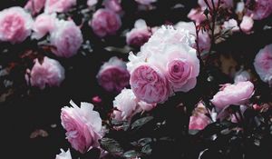 Preview wallpaper roses, flowers, pink, bush, plant