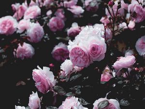 Preview wallpaper roses, flowers, pink, bush, plant