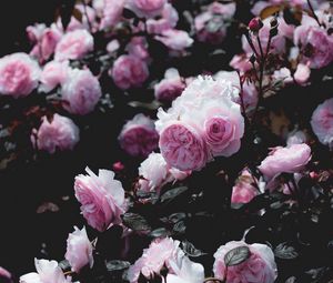 Preview wallpaper roses, flowers, pink, bush, plant