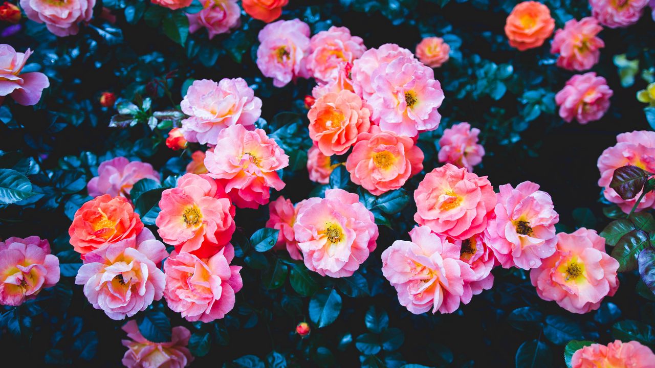 Wallpaper roses, flowers, pink, bloom, bush