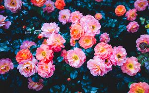 Preview wallpaper roses, flowers, pink, bloom, bush
