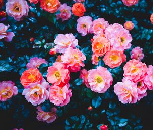 Preview wallpaper roses, flowers, pink, bloom, bush