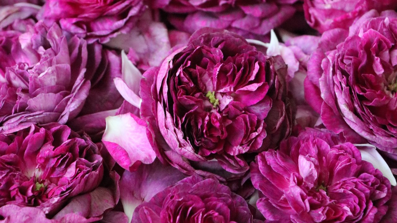 Wallpaper roses, flowers, pink, bloom