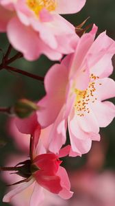 Preview wallpaper roses, flowers, pink, macro, plant