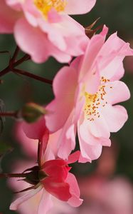 Preview wallpaper roses, flowers, pink, macro, plant