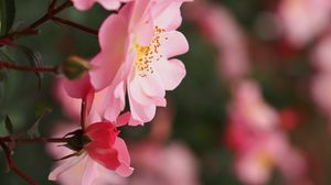 Preview wallpaper roses, flowers, pink, macro, plant