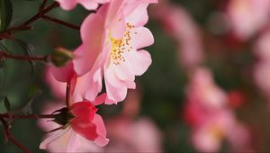 Preview wallpaper roses, flowers, pink, macro, plant