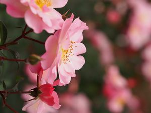 Preview wallpaper roses, flowers, pink, macro, plant