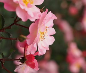 Preview wallpaper roses, flowers, pink, macro, plant