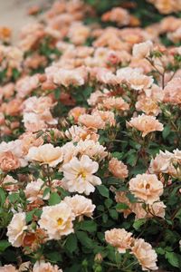 Preview wallpaper roses, flowers, pink, plant, bloom