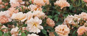 Preview wallpaper roses, flowers, pink, plant, bloom