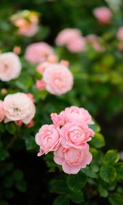 Preview wallpaper roses, flowers, pink, plant, bush