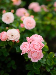 Preview wallpaper roses, flowers, pink, plant, bush