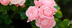 Preview wallpaper roses, flowers, pink, plant, bush