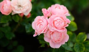 Preview wallpaper roses, flowers, pink, plant, bush