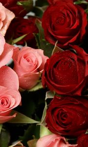 Preview wallpaper roses, flowers, pink, red, drop, freshness