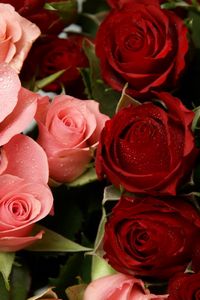 Preview wallpaper roses, flowers, pink, red, drop, freshness