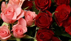 Preview wallpaper roses, flowers, pink, red, drop, freshness