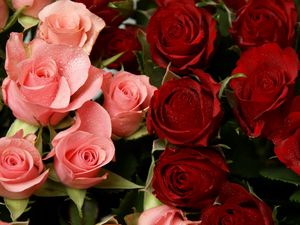 Preview wallpaper roses, flowers, pink, red, drop, freshness