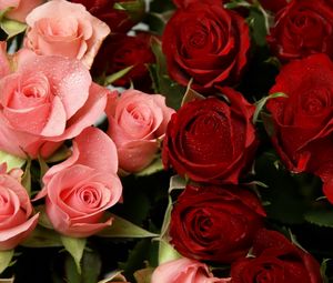 Preview wallpaper roses, flowers, pink, red, drop, freshness