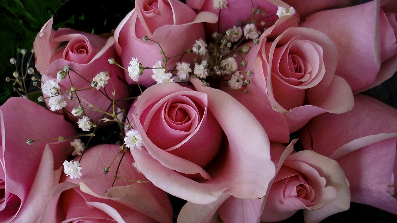 Wallpaper roses, flowers, pink, gypsophila, bouquet, buds