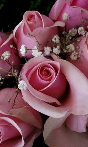 Preview wallpaper roses, flowers, pink, gypsophila, bouquet, buds