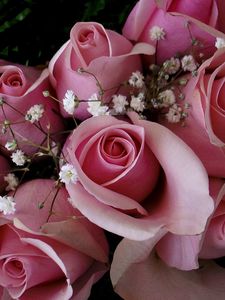 Preview wallpaper roses, flowers, pink, gypsophila, bouquet, buds
