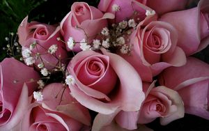 Preview wallpaper roses, flowers, pink, gypsophila, bouquet, buds