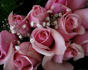 Preview wallpaper roses, flowers, pink, gypsophila, bouquet, buds