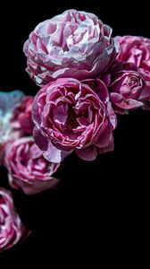 Preview wallpaper roses, flowers, pink, black
